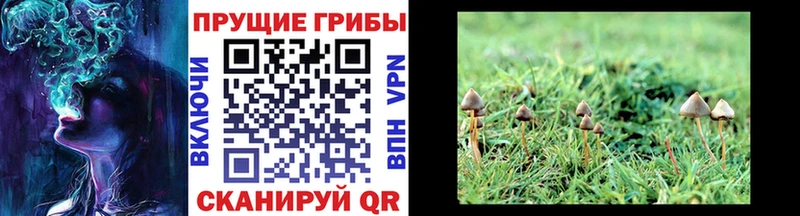 Псилоцибиновые грибы Magic Shrooms  что такое наркотик  Малгобек 